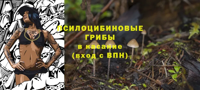 Псилоцибиновые грибы Cubensis  Шумерля 